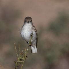 Microeca fascinans (Jacky Winter) at Cunnamulla, QLD - 13 Aug 2017 by rawshorty
