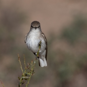 Microeca fascinans at Cunnamulla, QLD - 13 Aug 2017 09:08 AM