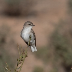 Microeca fascinans at Cunnamulla, QLD - 13 Aug 2017 09:08 AM