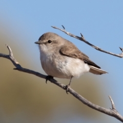 Microeca fascinans (Jacky Winter) at Cunnamulla, QLD - 12 Aug 2017 by rawshorty