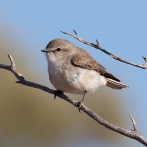 Microeca fascinans at Cunnamulla, QLD - 12 Aug 2017