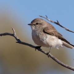 Microeca fascinans at Cunnamulla, QLD - 12 Aug 2017