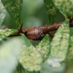 Dictyotus sp. (genus) (A brown shield bug) at Wodonga, VIC - 6 May 2023 by KylieWaldon