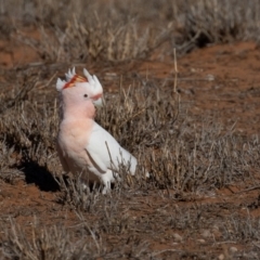 Lophochroa leadbeateri leadbeateri at Cunnamulla, QLD - suppressed