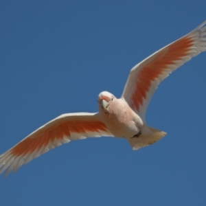 Lophochroa leadbeateri at Cunnamulla, QLD - 12 Aug 2017