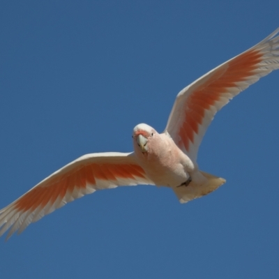 Lophochroa leadbeateri (Pink Cockatoo) at Cunnamulla, QLD - 11 Aug 2017 by rawshorty