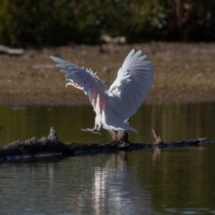 Lophochroa leadbeateri leadbeateri at Cunnamulla, QLD - suppressed