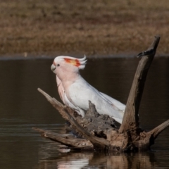 Lophochroa leadbeateri leadbeateri at Cunnamulla, QLD - suppressed