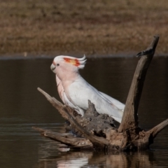 Lophochroa leadbeateri at Cunnamulla, QLD - 12 Aug 2017