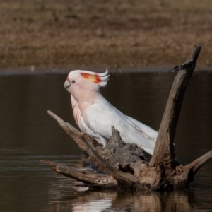 Lophochroa leadbeateri leadbeateri at Cunnamulla, QLD - suppressed
