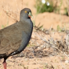 Tribonyx ventralis (Black-tailed Native-hen) at Cunnamulla, QLD - 13 Aug 2017 by rawshorty