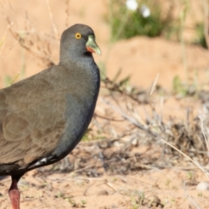 Tribonyx ventralis at Cunnamulla, QLD - 13 Aug 2017