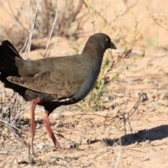 Tribonyx ventralis at Cunnamulla, QLD - 13 Aug 2017