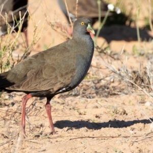 Tribonyx ventralis at Cunnamulla, QLD - 13 Aug 2017