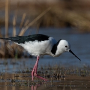 Himantopus leucocephalus at Cunnamulla, QLD - 12 Aug 2017 09:09 AM