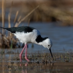 Himantopus leucocephalus at Cunnamulla, QLD - 12 Aug 2017 09:09 AM