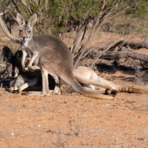Osphranter rufus (Red Kangaroo) at Cunnamulla, QLD by rawshorty