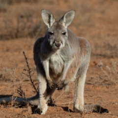 Osphranter rufus at Cunnamulla, QLD - 12 Aug 2017