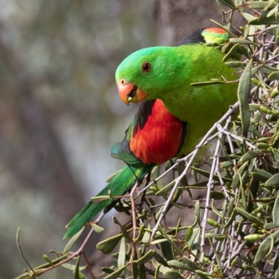 Aprosmictus erythropterus (Red-winged Parrot) at Cunnamulla, QLD - 13 Aug 2017 by rawshorty