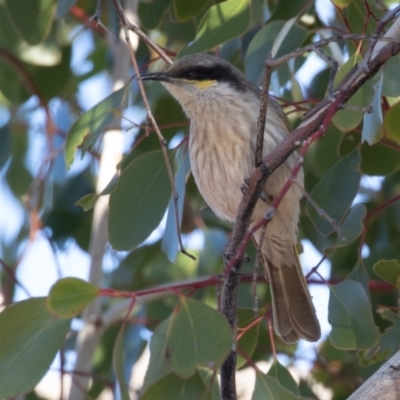 Gavicalis virescens (Singing Honeyeater) at Cunnamulla, QLD - 13 Aug 2017 by rawshorty