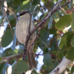 Gavicalis virescens at Cunnamulla, QLD - 13 Aug 2017 08:04 AM