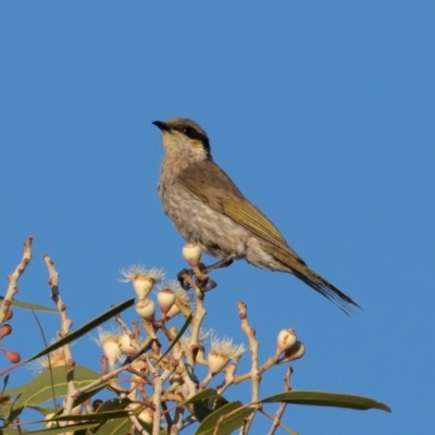 Gavicalis virescens (Singing Honeyeater) at Cunnamulla, QLD - 12 Aug 2017 by rawshorty