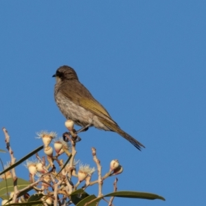 Gavicalis virescens at Cunnamulla, QLD - 12 Aug 2017 07:36 AM