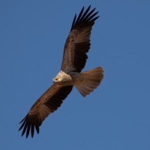 Haliastur sphenurus at Cunnamulla, QLD - 12 Aug 2017