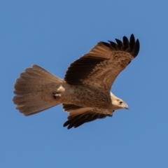 Haliastur sphenurus at Cunnamulla, QLD - 12 Aug 2017 02:04 PM