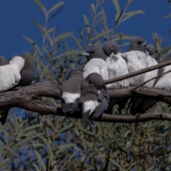 Artamus leucorynchus (White-breasted Woodswallow) at Cunnamulla, QLD - 12 Aug 2017 by rawshorty