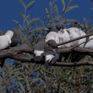 Artamus leucorynchus (White-breasted Woodswallow) at Cunnamulla, QLD by rawshorty