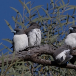 Artamus leucorynchus at Cunnamulla, QLD - 12 Aug 2017