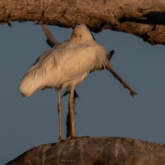 Platalea flavipes (Yellow-billed Spoonbill) at Cunnamulla, QLD - 12 Aug 2017 by rawshorty