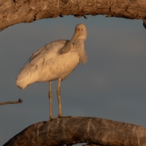 Platalea flavipes at Cunnamulla, QLD - 12 Aug 2017