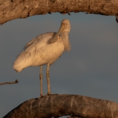 Platalea flavipes at Cunnamulla, QLD - 12 Aug 2017