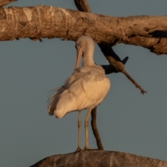 Platalea flavipes at Cunnamulla, QLD - 12 Aug 2017