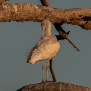 Platalea flavipes at Cunnamulla, QLD - 12 Aug 2017