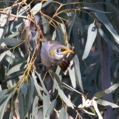 Manorina flavigula (Yellow-throated Miner) at Cunnamulla, QLD - 12 Aug 2017 by rawshorty