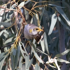 Manorina flavigula (Yellow-throated Miner) at Cunnamulla, QLD by rawshorty