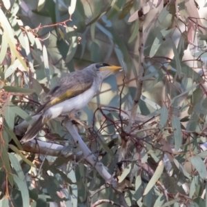 Manorina flavigula at Cunnamulla, QLD - 12 Aug 2017 08:39 AM