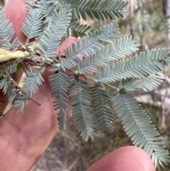 Acacia baileyana x Acacia dealbata (Cootamundra Wattle x Silver Wattle (Hybrid)) at Aranda Bushland - 6 May 2023 by lbradley