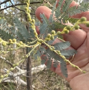 Acacia baileyana x Acacia dealbata at Aranda, ACT - 6 May 2023 03:45 PM