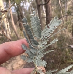 Acacia baileyana x Acacia dealbata at Aranda, ACT - 6 May 2023