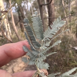 Acacia baileyana x Acacia dealbata at Aranda, ACT - 6 May 2023 03:45 PM