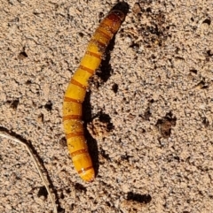 Saragus sp. (genus) (A False Wireworm) at Isaacs, ACT - 6 May 2023 by Mike