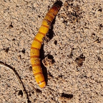 Saragus sp. (genus) (A False Wireworm) at Isaacs, ACT - 6 May 2023 by Mike