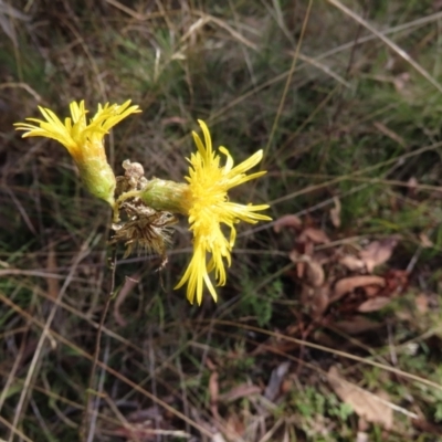 Podolepis hieracioides (Long Podolepis) at Namadgi National Park - 6 May 2023 by SandraH