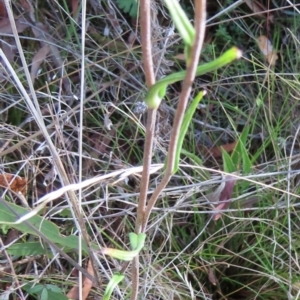 Podolepis hieracioides at Tennent, ACT - 6 May 2023