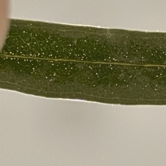 Eucalyptus globulus subsp. bicostata at Casey, ACT - 6 May 2023