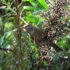 Pachycephala olivacea (Olive Whistler) at ANBG - 6 May 2023 by TomW